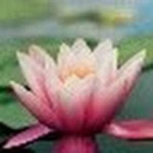 Meet your Posher, Debora